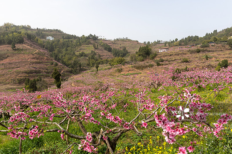 中国四川成都宝狮湖龙泉桃花绽放，大自然万物复苏生长季节，繁花似锦美不胜收，户外田野耕地种植美景图片素材