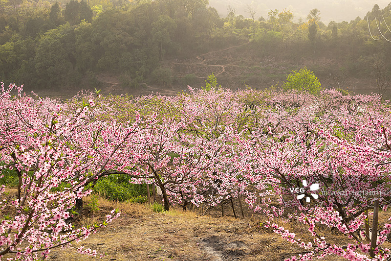 中国四川成都宝狮湖龙泉桃花绽放，大自然万物复苏生长季节，繁花似锦美不胜收，户外田野耕地种植美景图片素材