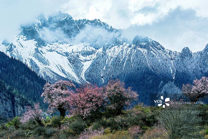 《雪山脚下桃花艳》图片素材