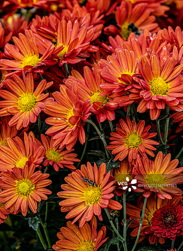 北京天坛里盛开的菊花图片素材