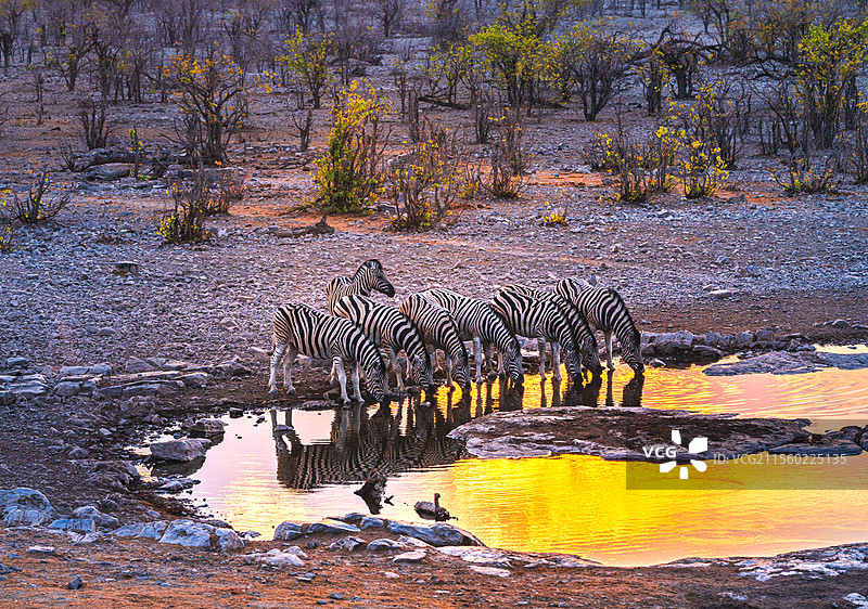 纳米比亚埃托沙自然保护区斑马在水塘旁饮水图片素材