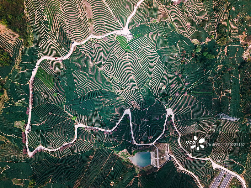 富阳 拔山村 樱花 龙井茶 航拍 梯田图片素材