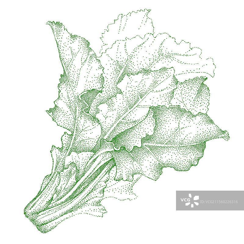 瑞士甜菜莴苣叶（Beta vulgaris）图片素材