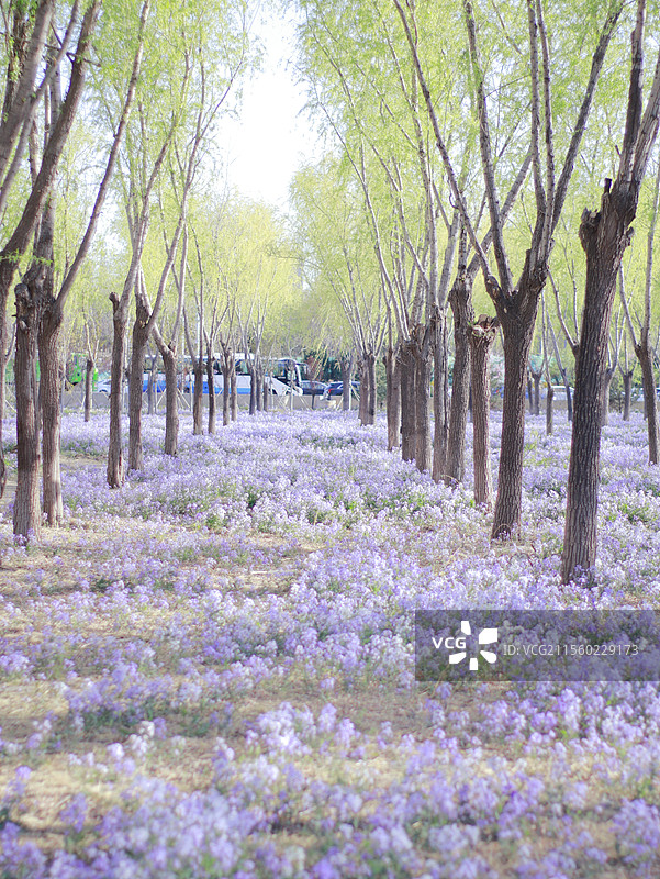 京城梨园春景图片素材