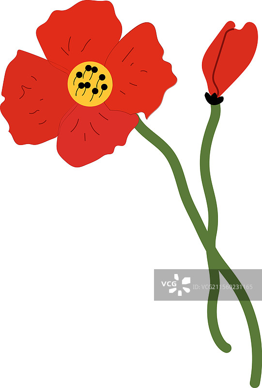 罂粟图片素材