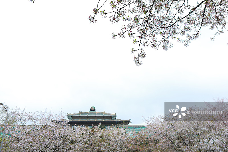 武汉大学的樱花图片素材