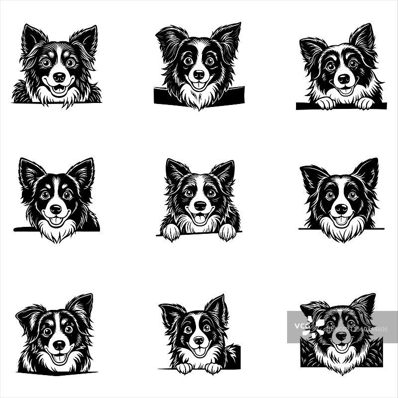 偷看的边境牧羊犬图片素材