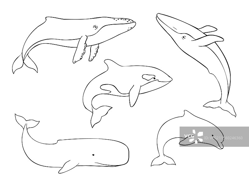 一组海洋哺乳动物在水下游动图片素材