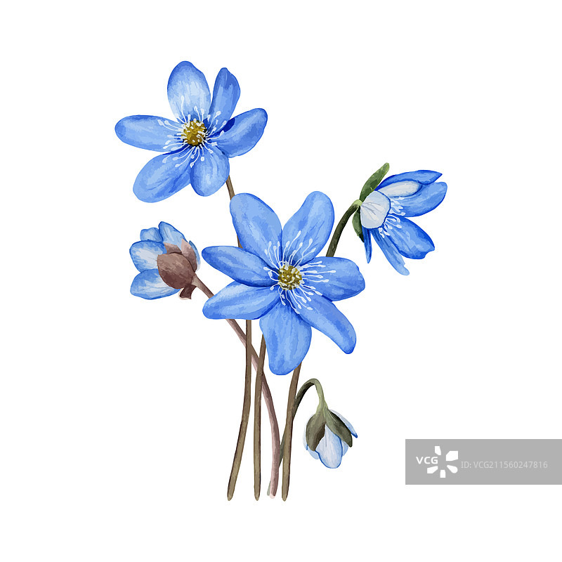 蓝色春季花卉的花束，肝花图片素材