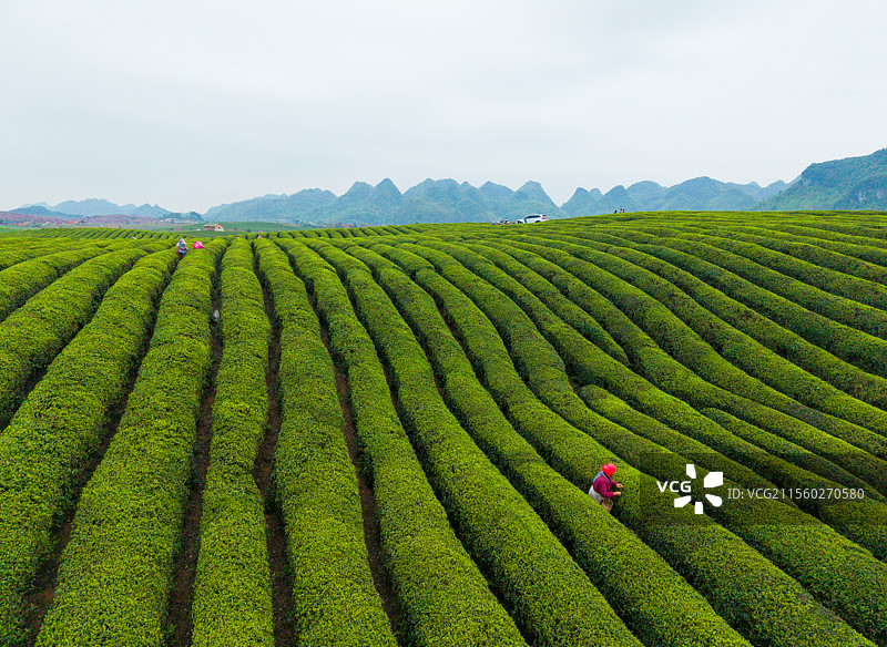 贵州安顺十二茅坡茶园清明采茶图片素材