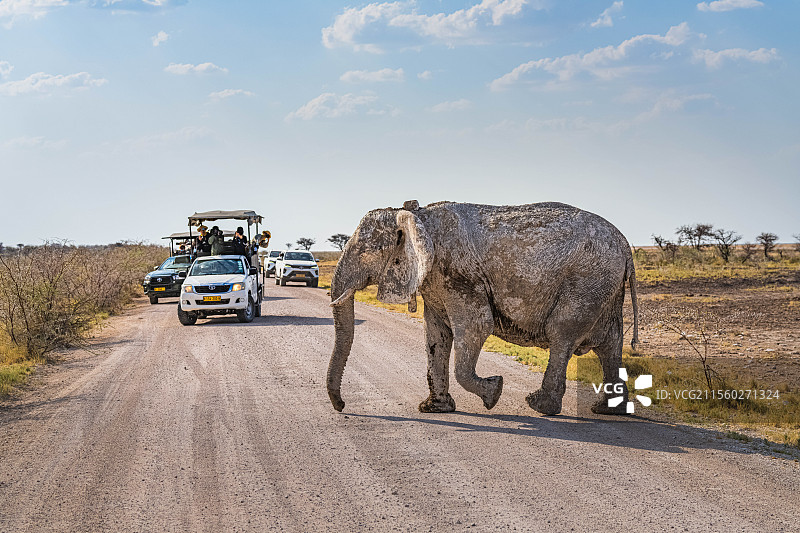 纳米比亚埃托沙自然保护区大象图片素材