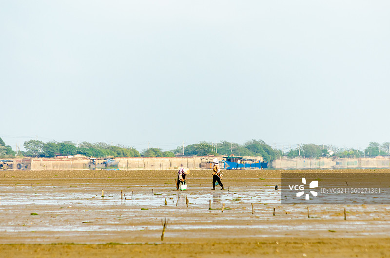 北海市滩涂上的赶海人图片素材