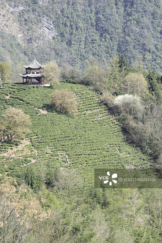 绵阳北川擂鼓镇千年苔子茶盖帽山茶园基地图片素材