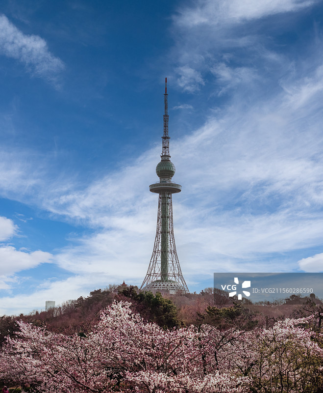 青岛电视塔樱花图片素材