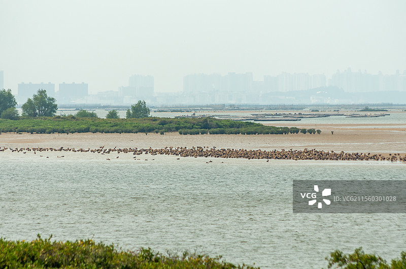 广西合浦县党江镇海边饲养的海鸭图片素材