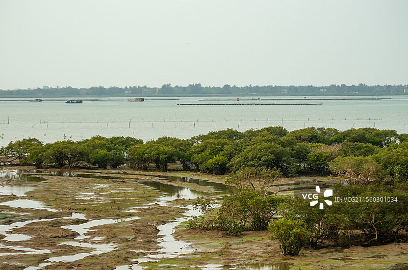广西北海海边生长的红树林图片素材