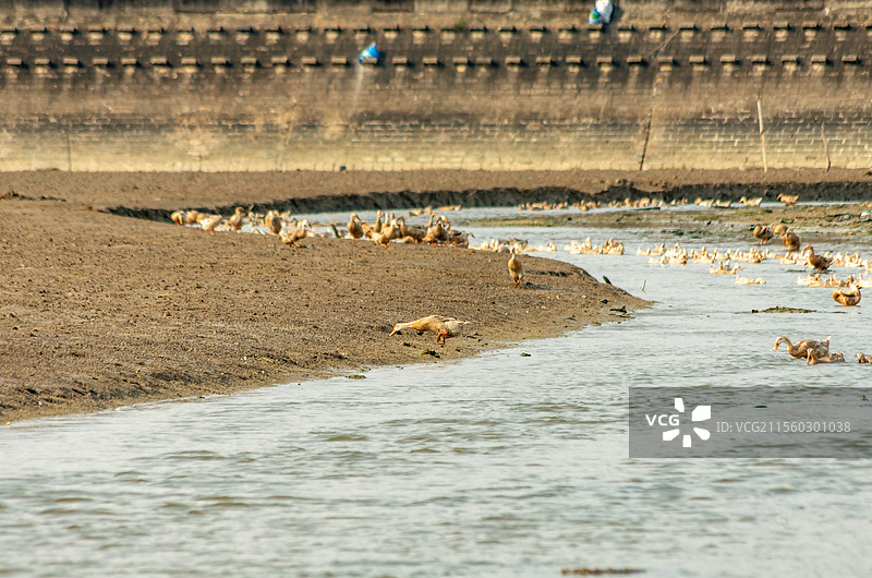 广西合浦县党江镇海边饲养的海鸭图片素材