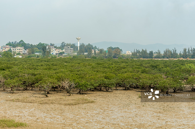 广西北海海边生长的红树林图片素材