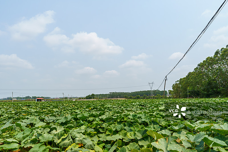 北海铁山港区种植的小南瓜图片素材