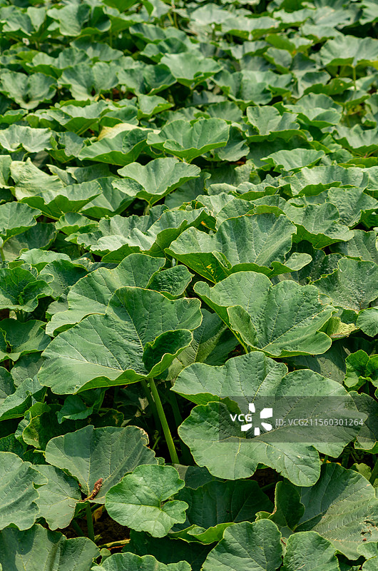 北海铁山港区种植的小南瓜图片素材