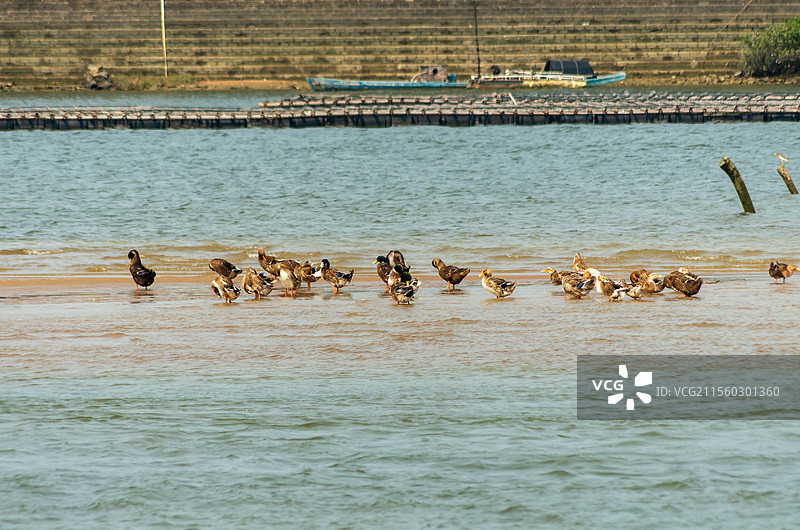 广西合浦县党江镇海边饲养的海鸭图片素材