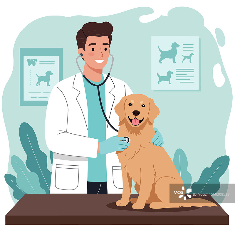 兽医正在检查金毛寻回犬图片素材