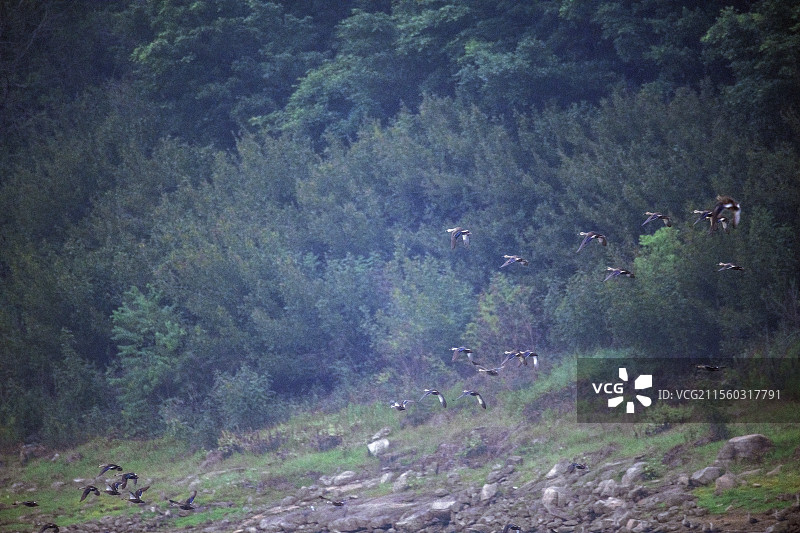 隆昌古宇湖的候鸟图片素材