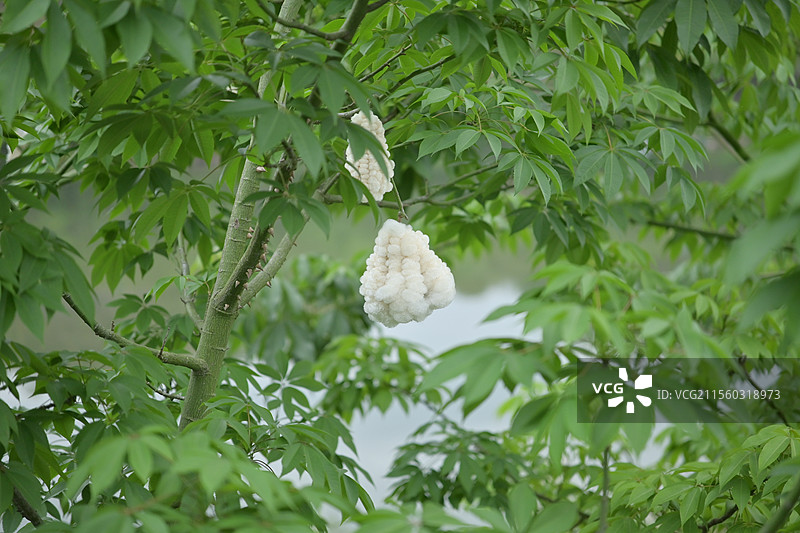 异木棉棉花图片素材