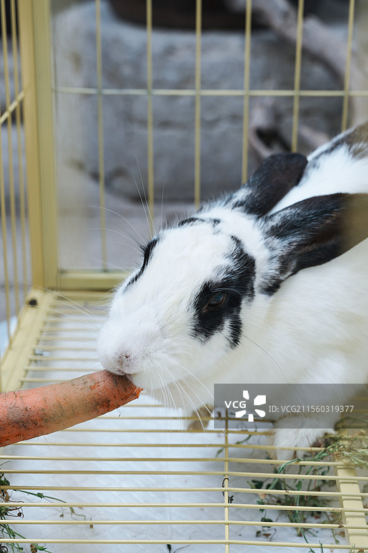 笼中啃着胡萝卜的兔子图片素材