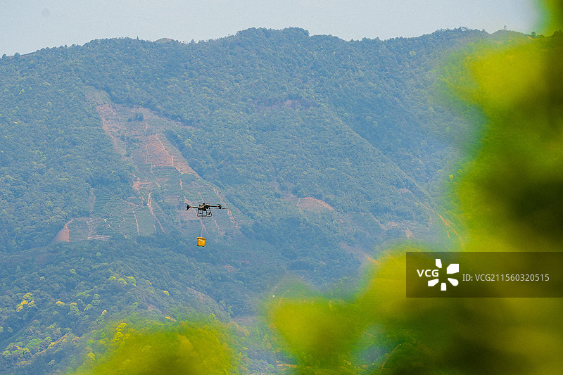 无人机 采茶运输 无人机运输图片素材