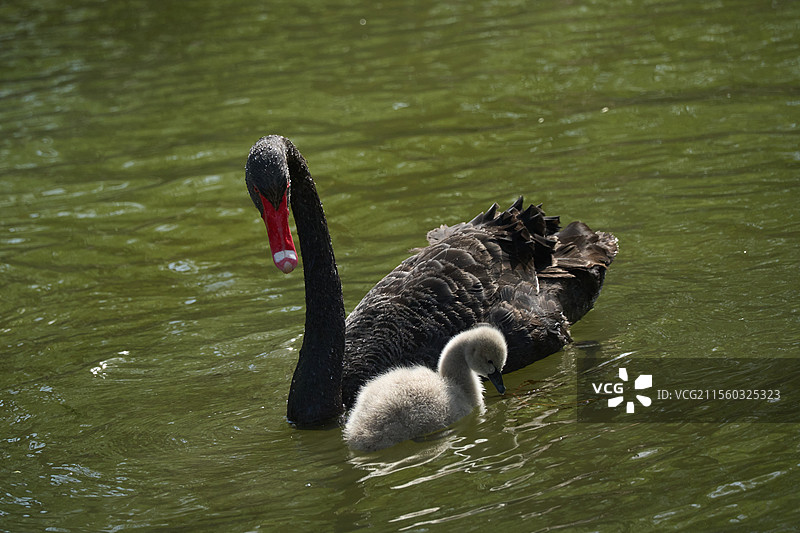 黑天鹅母子图片素材