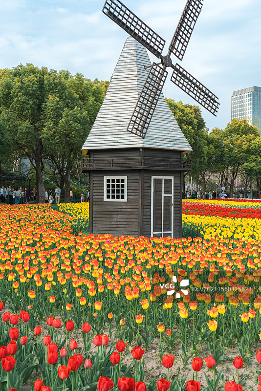 大宁公园郁金香盛开图片素材