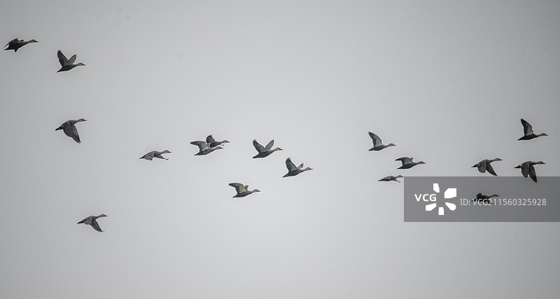 隆昌古宇湖的候鸟图片素材