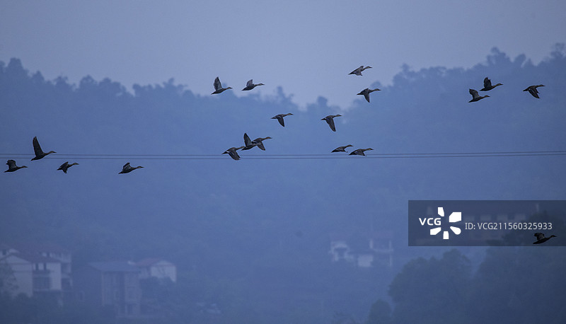隆昌古宇湖的候鸟图片素材