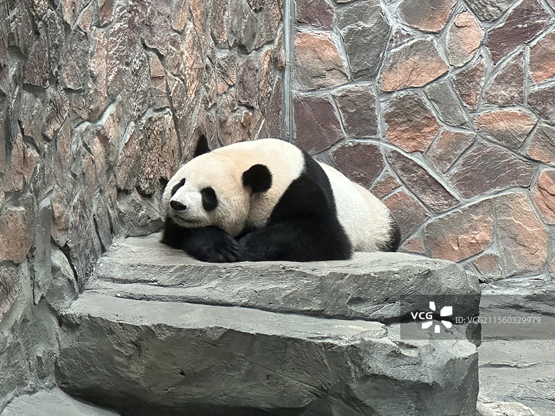红山动物园熊猫图片素材