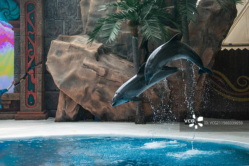 海洋馆中的海豚表演图片素材