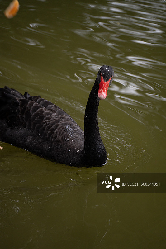 深圳笔架山公园在湖中自由自在的黑天鹅图片素材
