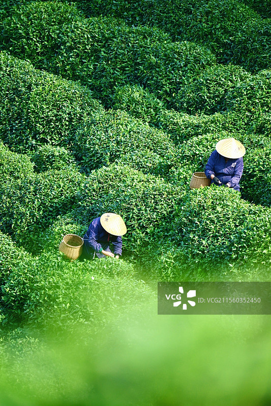 杭州九溪十八涧 龙井村采茶阿姨图片素材