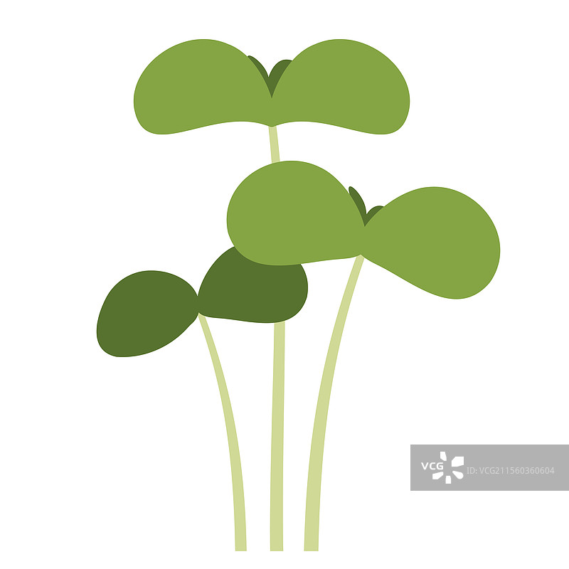 三颗罗勒苗图片素材