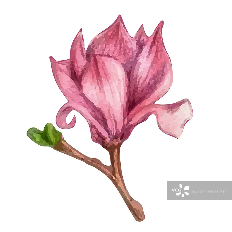 铅笔画的木兰花图片素材