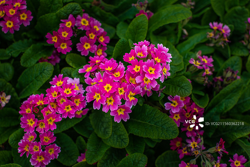 报春花图片素材