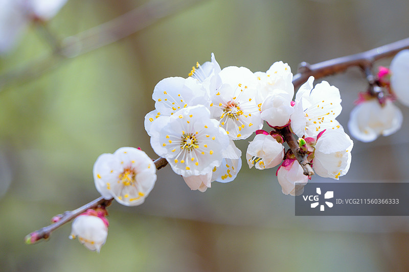 春天枝头绽放的杏花特写图片素材
