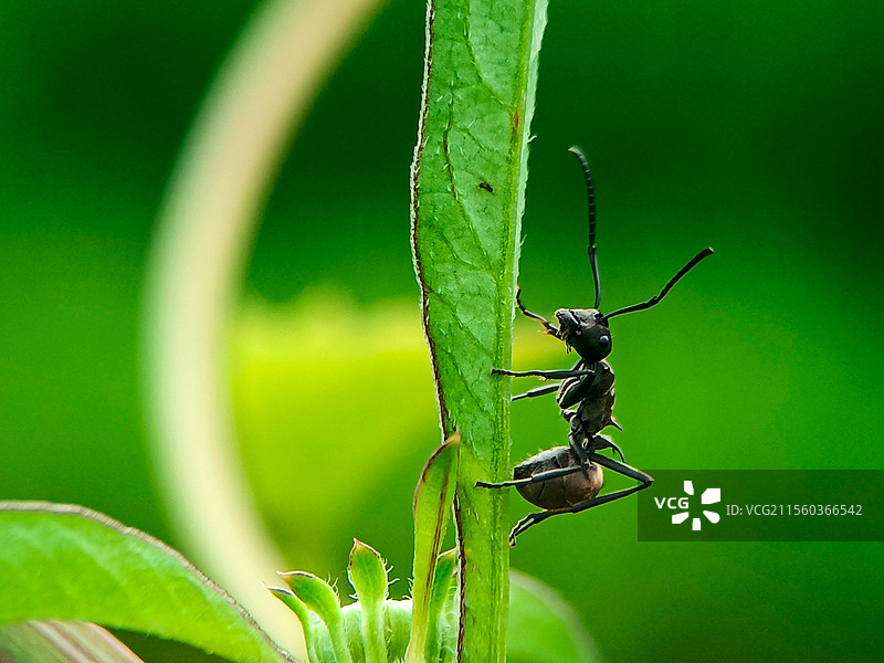 绿叶上的小黑蚁图片素材