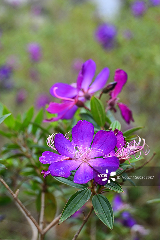 紫色鲜花——巴西野牡丹特写图片素材