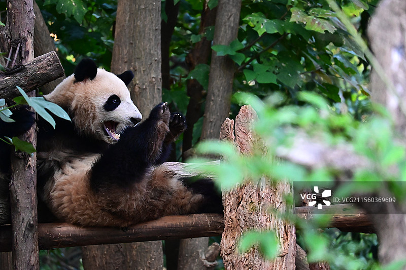 四川大熊猫繁育研究基地大熊猫图片素材