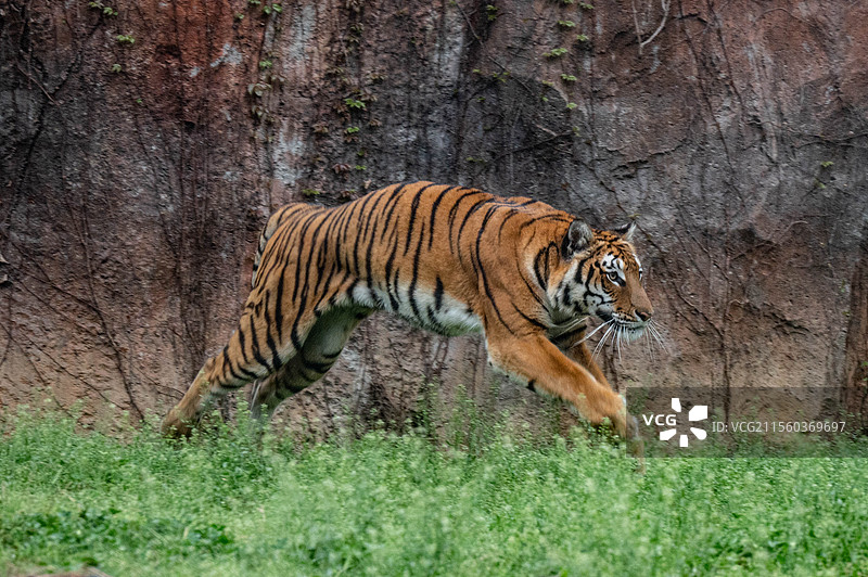 金虎 杭州野生动物世界图片素材