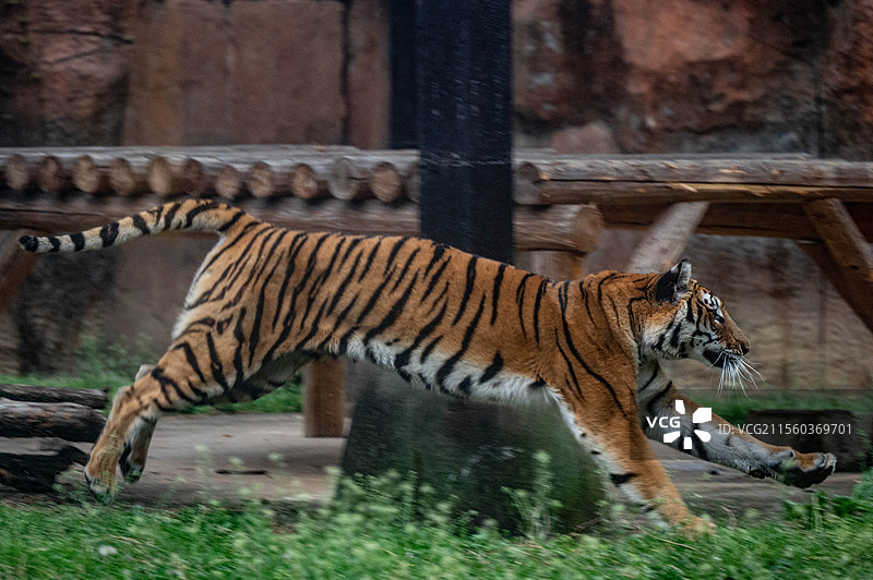金虎 杭州野生动物世界图片素材