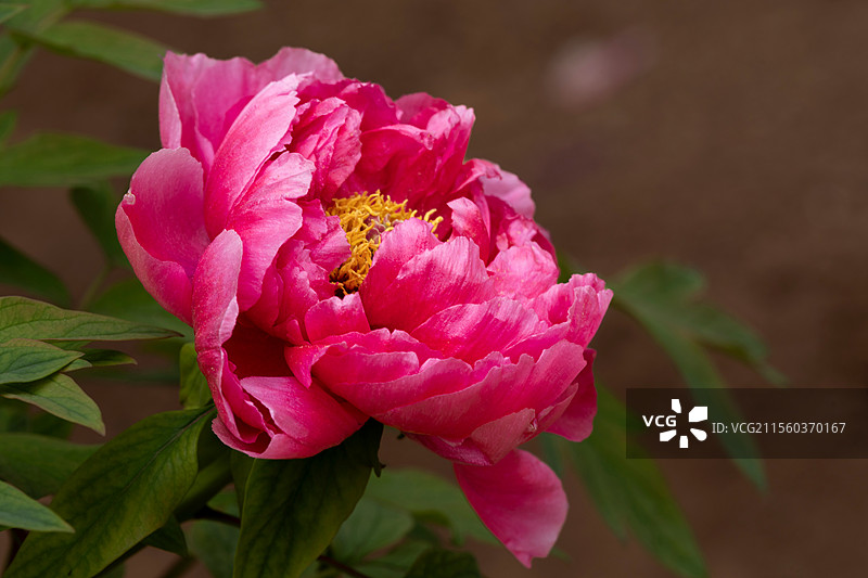 春天红色牡丹花图片素材