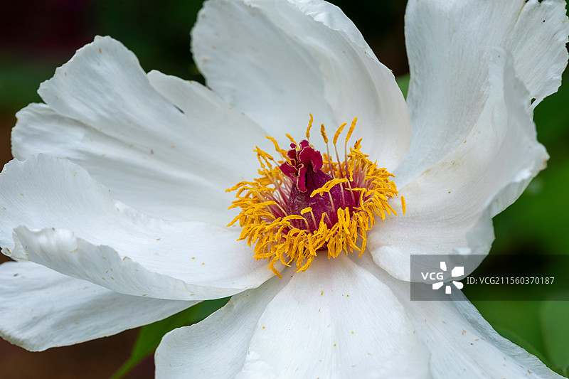 白色牡丹花图片素材