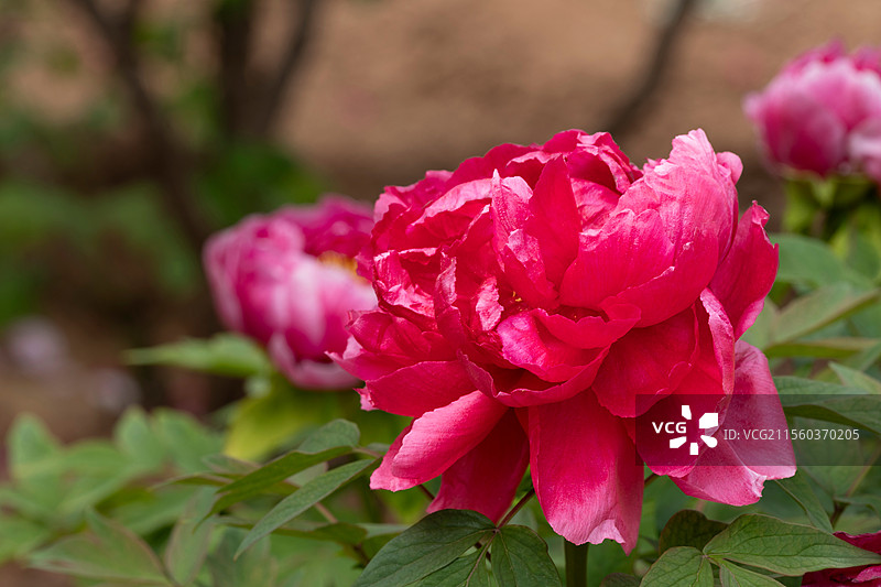 春天红色牡丹花图片素材